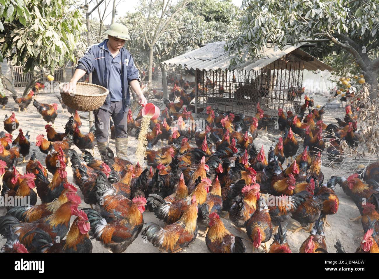 Allevamento in campagna campo Vietnam Foto Stock