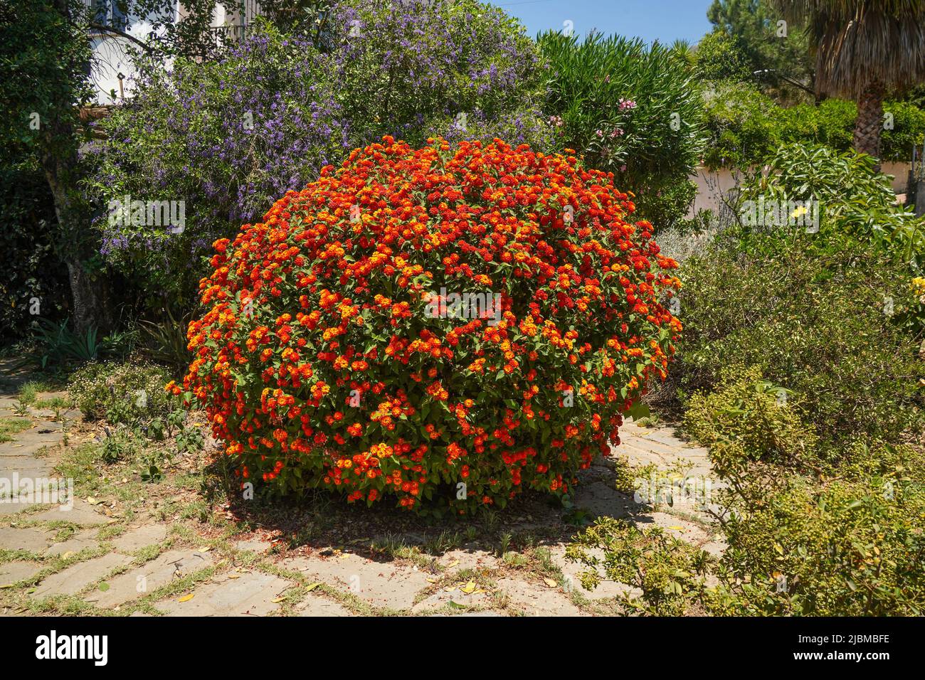 Lantana Camara, stabilimento di bandiera spagnola in giardino fiorito, Spagna. Foto Stock