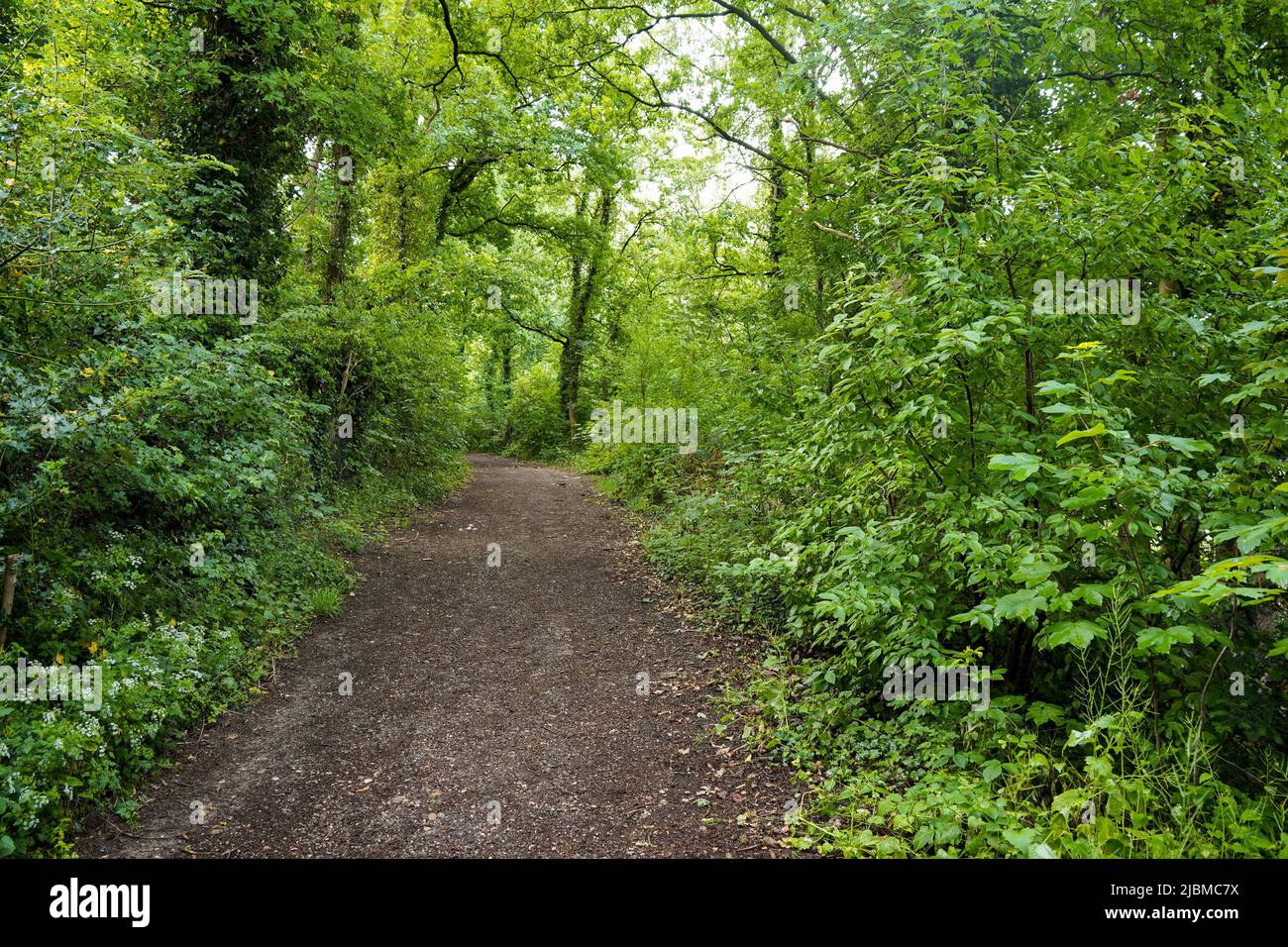 Sentiero, percorso attraverso una lussureggiante foresta decidua nei Paesi Bassi. Foto Stock