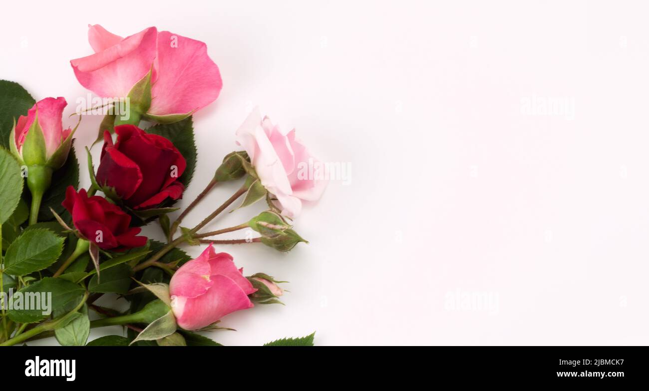 Le rose fioriscono su sfondo luminoso. Spazio di copia per il disegno. Posiziona per testo. Il meglio per invito, biglietto d'auguri o cartolina. Foto Stock