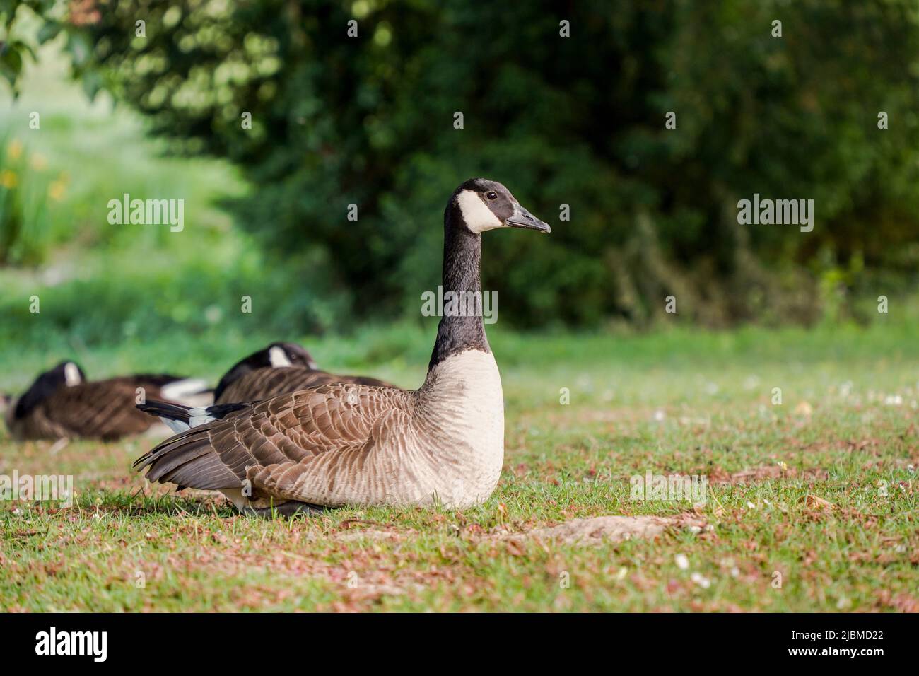 Canadensis (Branta canadensis) su prato in un parco, Limburgo, Paesi Bassi. Foto Stock