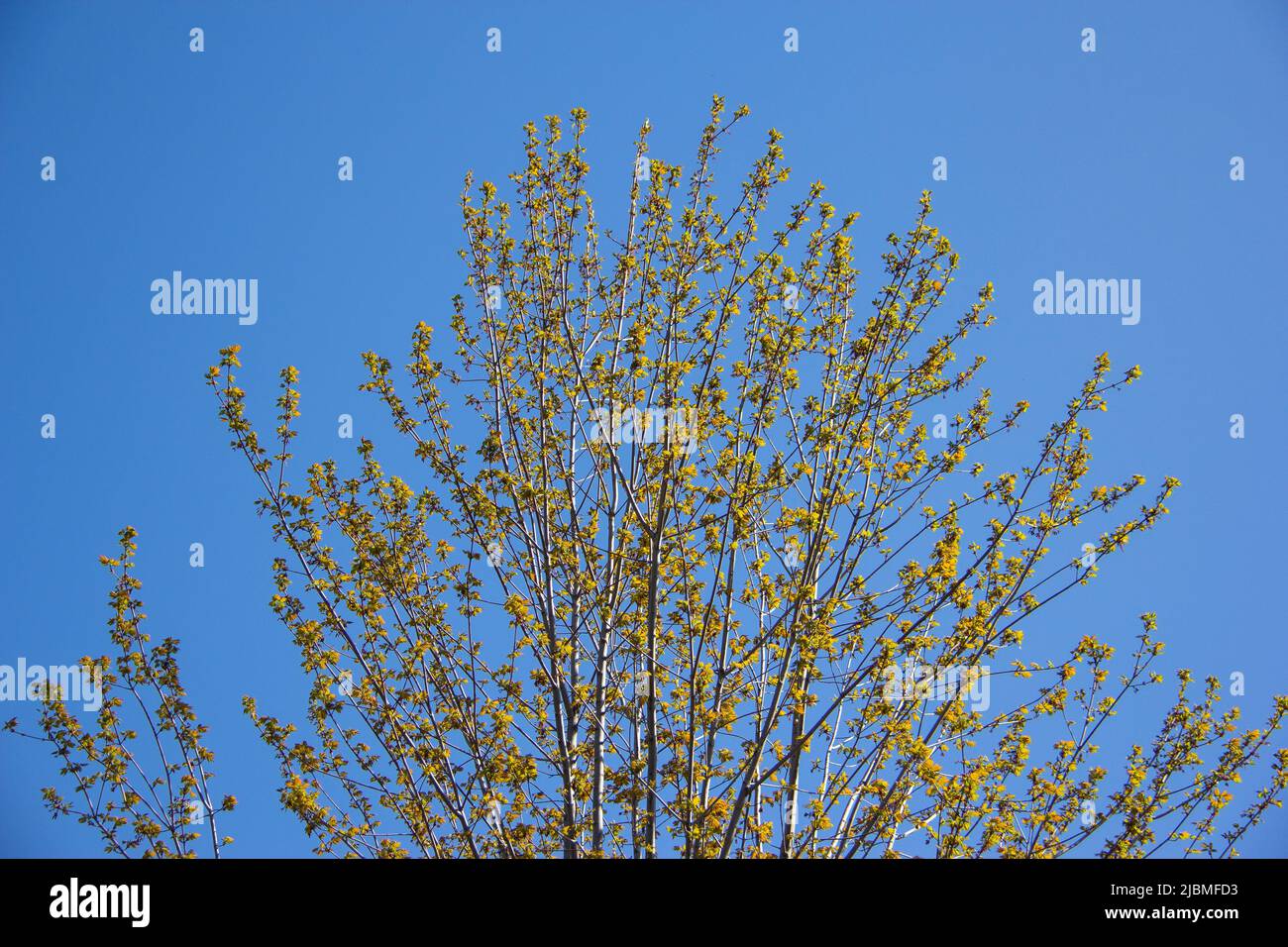 Foglie germoglianti su un albero maturo Foto Stock