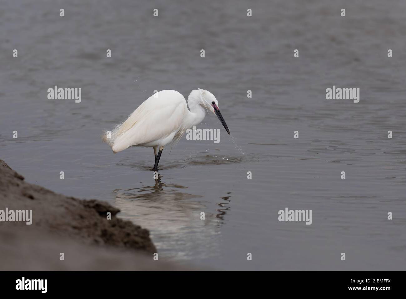 Piccola Eret- Egretta garzetta nell'allevamento di piume che si nutrono di crostacei. Molla Foto Stock