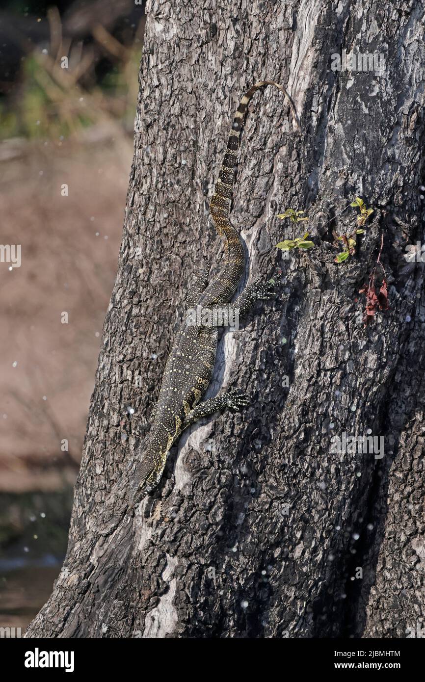 Nilo Monitor Lizard su un albero sulle rive del fiume Chobe Botswana Foto Stock