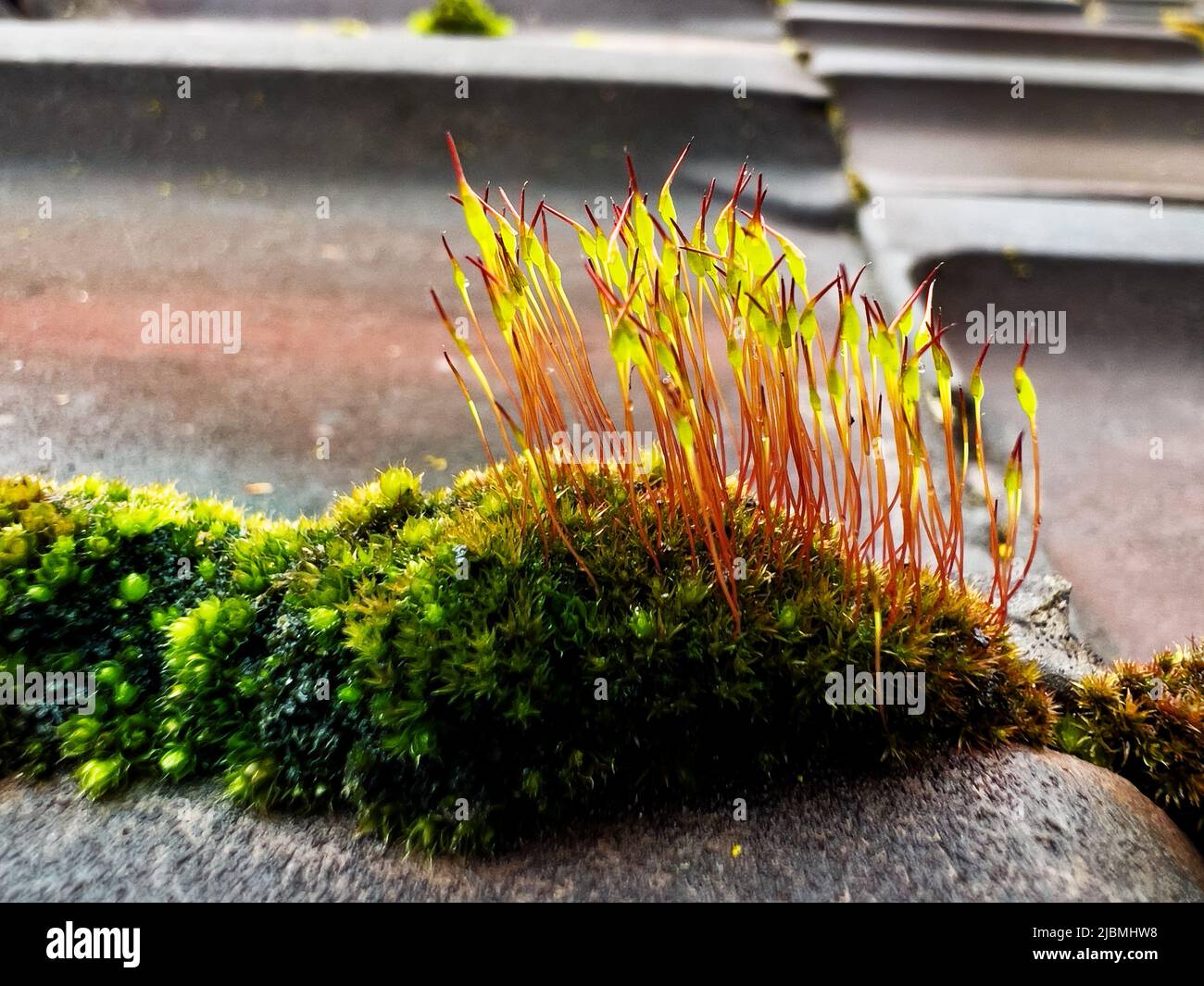 Primo piano del muschio con le lame di erba fresca crescono da esso Foto Stock