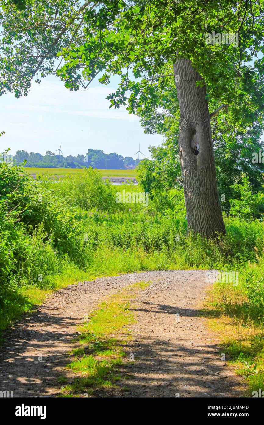 Vista panoramica naturale con sentiero e piante verdi alberi nella foresta di Hemmoor Hechthausen a Cuxhaven bassa Sassonia Germania. Foto Stock