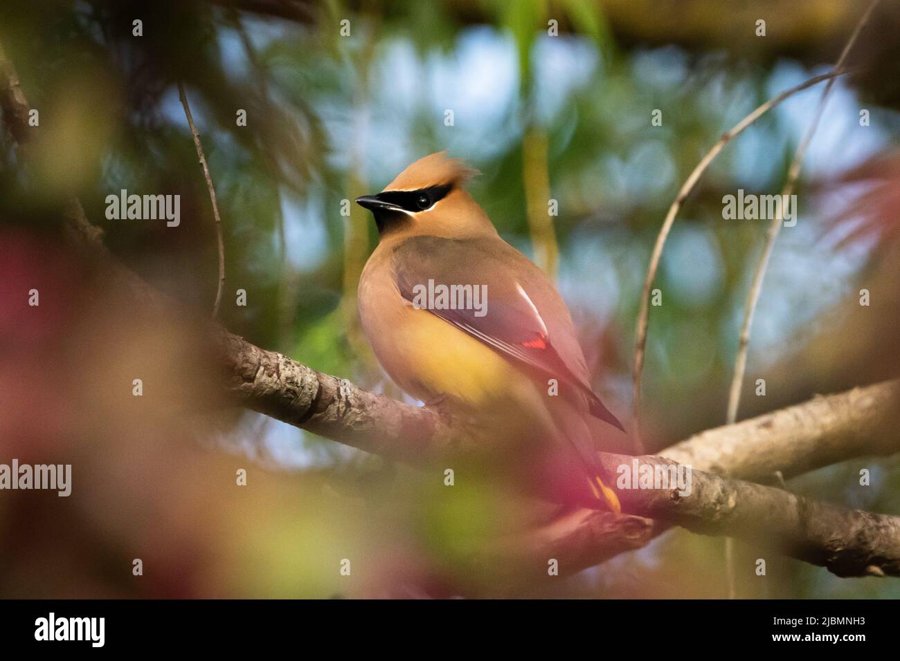 Una bella waxwing bohémien seduta su un ramo in colori vibranti Foto Stock