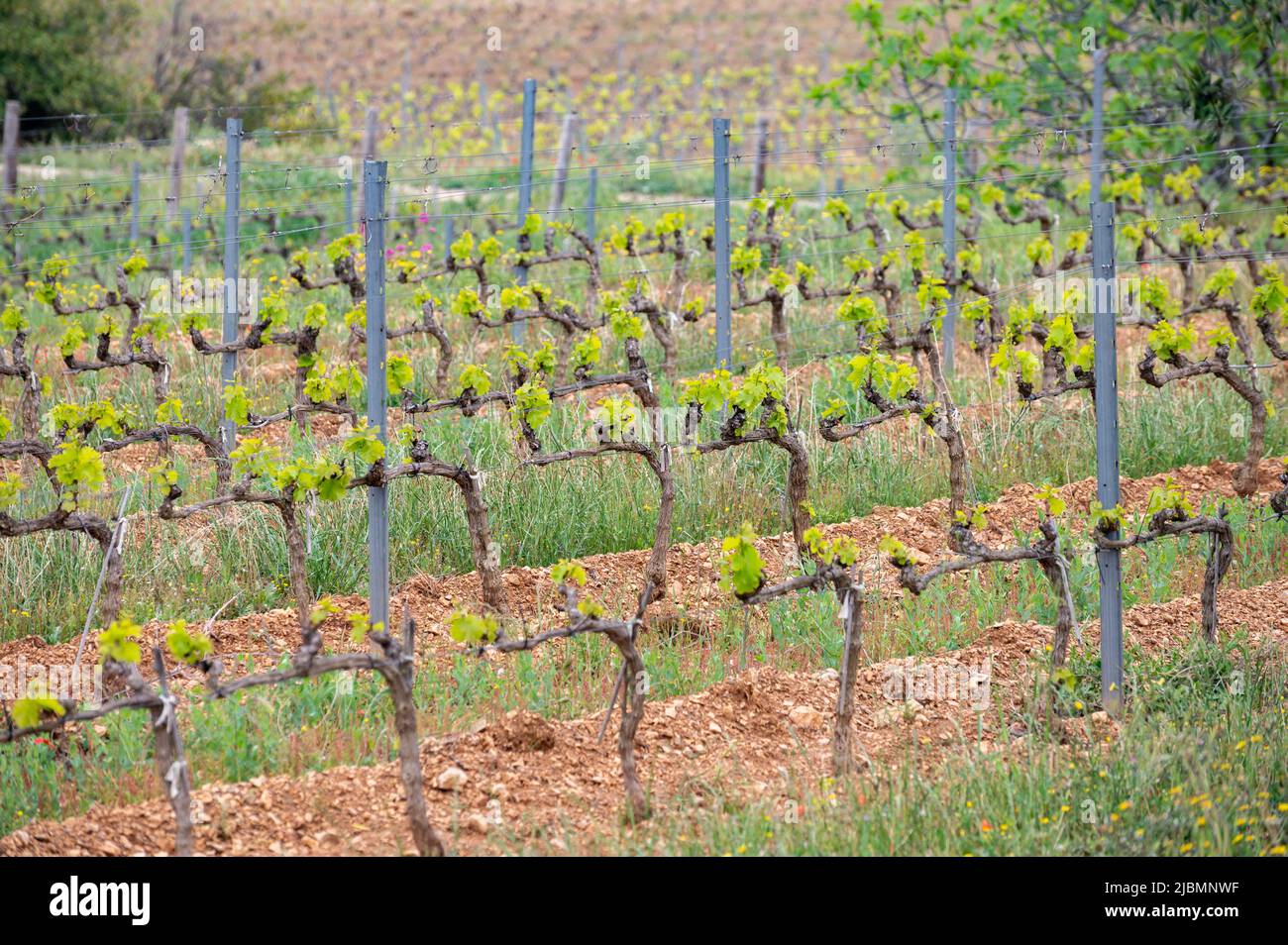 Vigneti di Cotes de Provence in primavera, Bandol regione vinicola vicino le Castellet villaggio, vinificazione nel sud della Francia Foto Stock