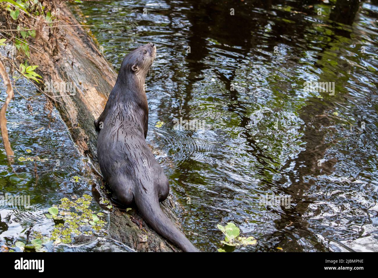 Napoli, Florida. Santuario delle paludi del cavatappi. Fiume Otter, (Lutra canadensis) su un albero caduto nella palude che guarda i predatori. Foto Stock