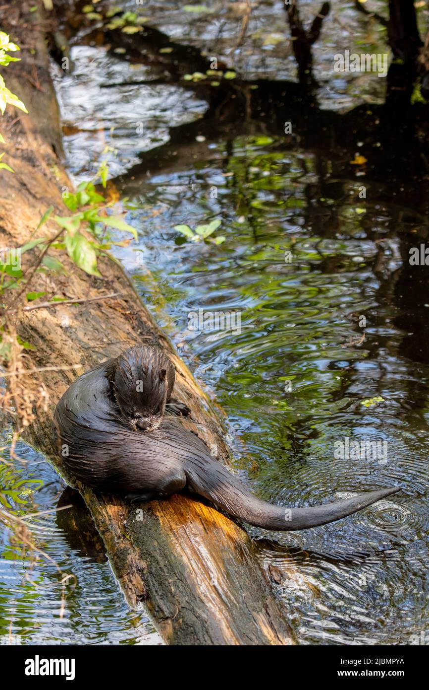 Napoli, Florida. Santuario delle paludi del cavatappi. Fiume Otter, (Lutra canadensis) su un albero caduto nella palude che grooming il suo cappotto di pelliccia. Foto Stock