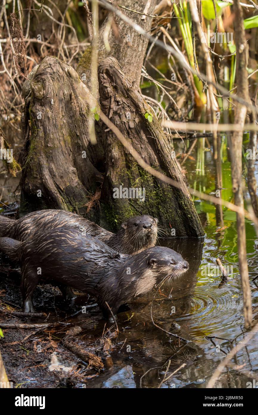 Napoli, Florida. Santuario delle paludi del cavatappi. Un paio di lontre del fiume, (Lutra canadensis) in piedi in acqua nella palude. Foto Stock