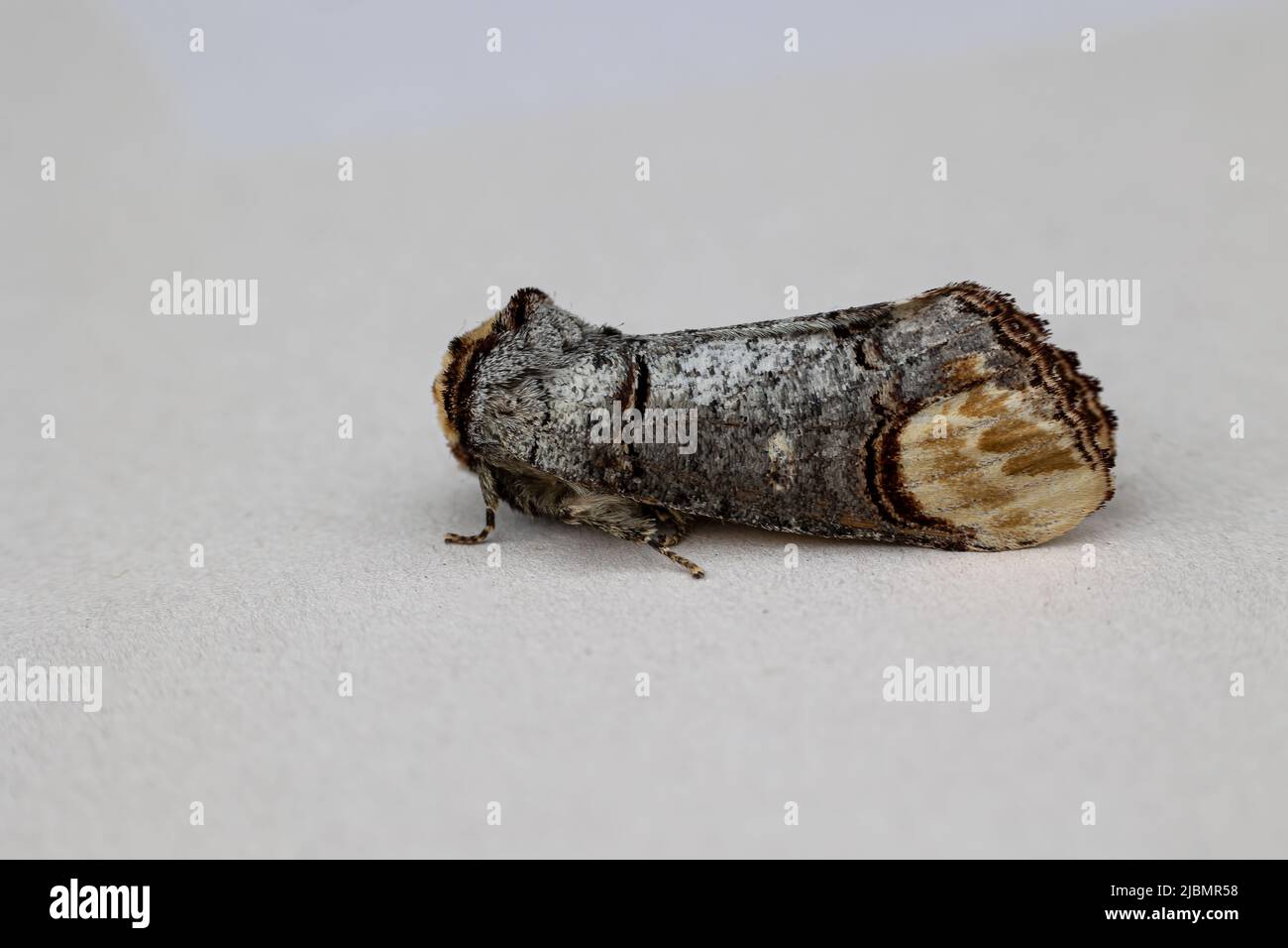 Buff-punta Moth Foto Stock