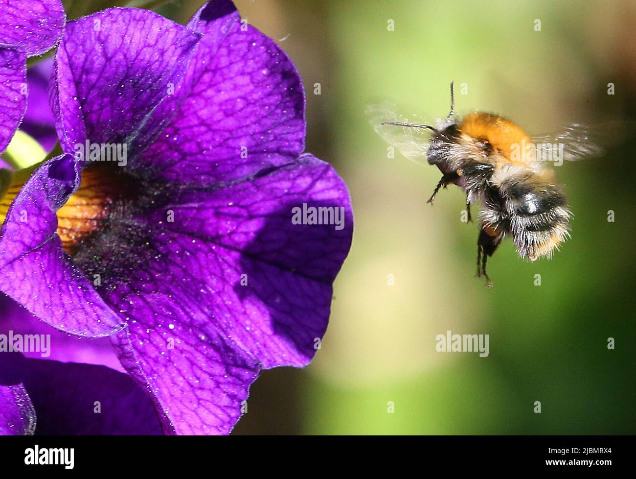 Berlino, Germania. 07th giugno 2022. Un bumblebee di terra vola ad un fiore viola di una Calacoa, chiamata anche campana magica, per ottenere nettare. Come le api, i bumblebees appartengono alla famiglia delle api che pungono e formano le cosiddette colonie estive che esistono solo per alcuni mesi. Credit: Wolfgang Kumm/dpa/Alamy Live News Foto Stock