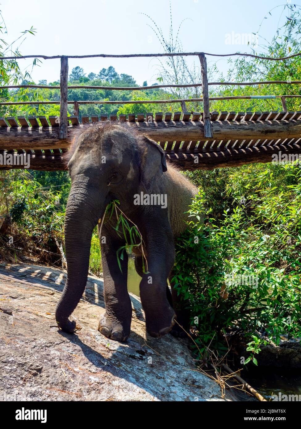 Elephant Camp, Chiang mai, Thailandia 2022 Foto Stock