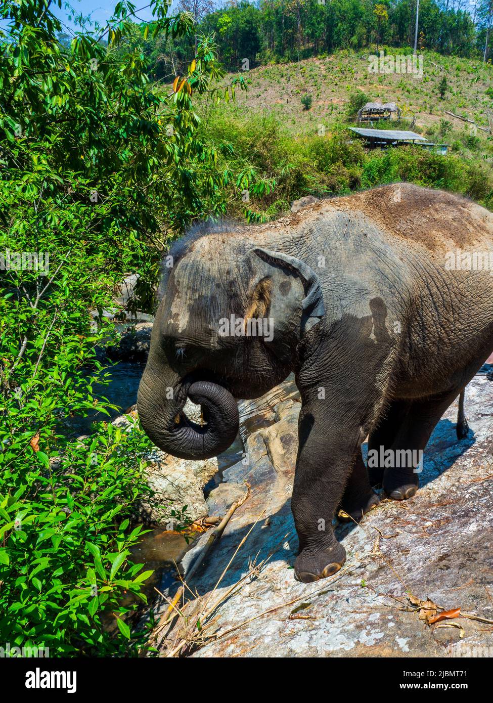 Elephant Camp, Chiang mai, Thailandia 2022 Foto Stock