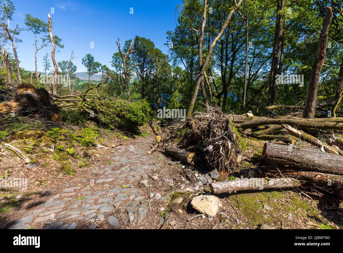 Alberi sradicati causati dalla tempesta Arwen a Belle Grange legno sulla riva occidentale del lago Windermere, Lake District, Inghilterra Foto Stock