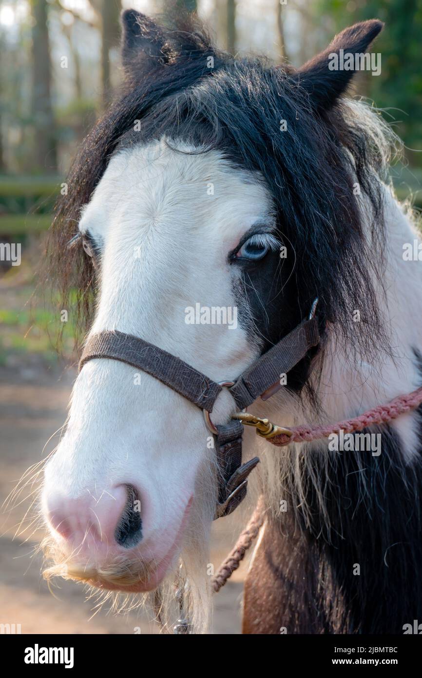 Primo piano di cavallo di pannoccio zingaro faccia e testa che mostra la parete blu occhio, forelock, museruola, baffi e briglia senza amaretto Foto Stock