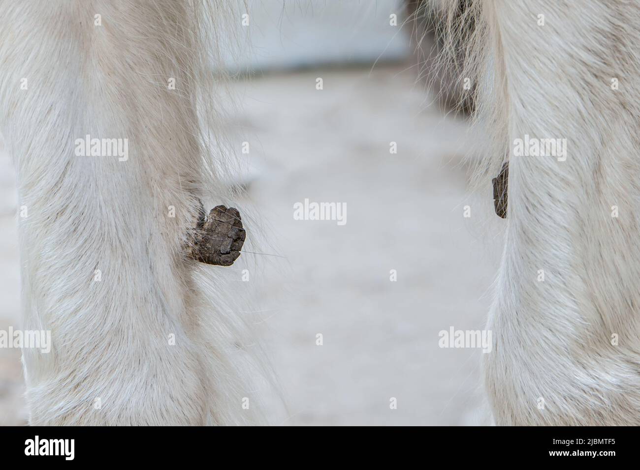 Grande punta di callosità di castagno sulle gambe di un cavallo di pescaggio di pannoccio zingaro Foto Stock