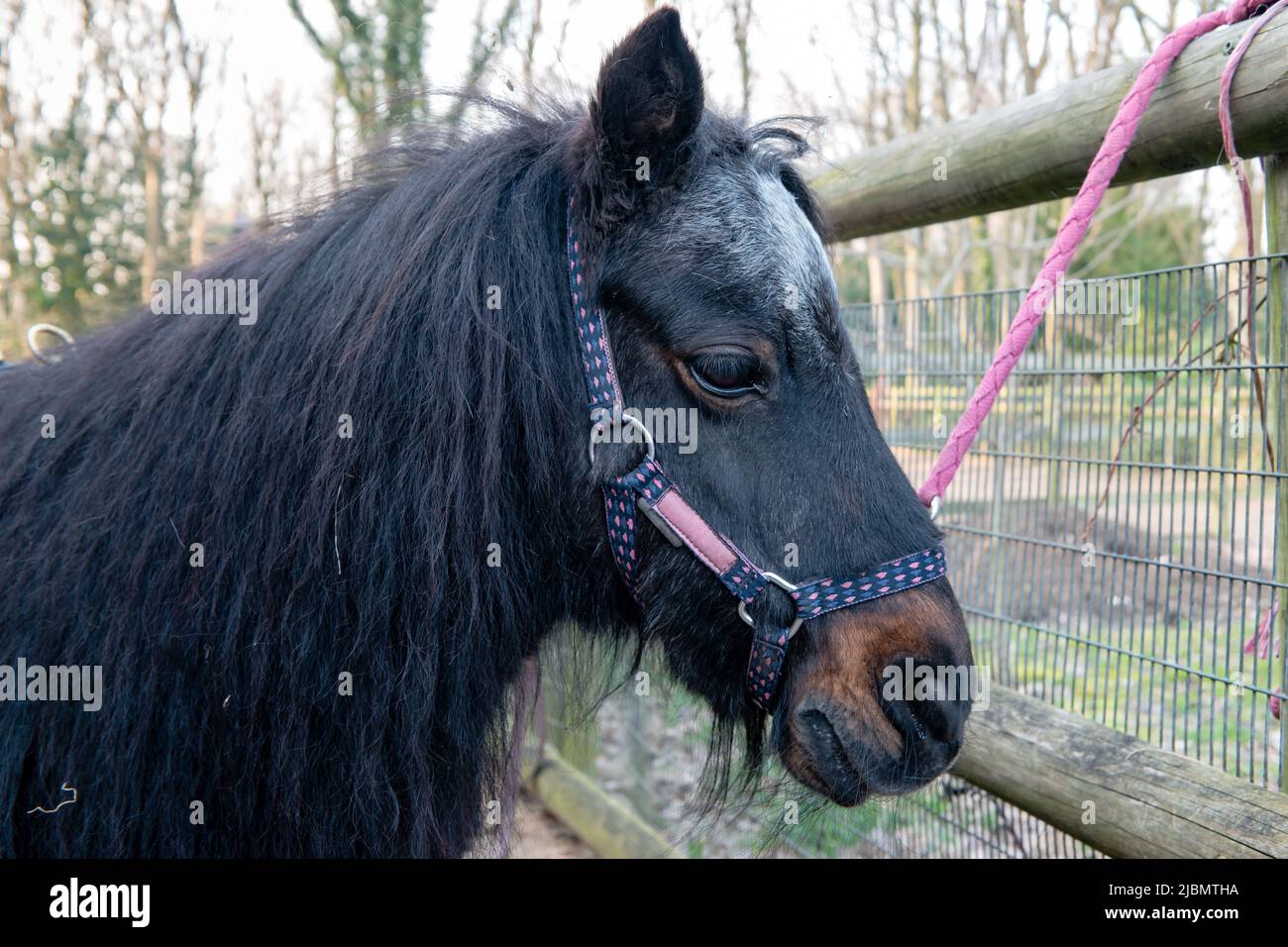 Profilo del pony nero shetland faccia, testa, mane e museruola in una briglia luminosa Foto Stock