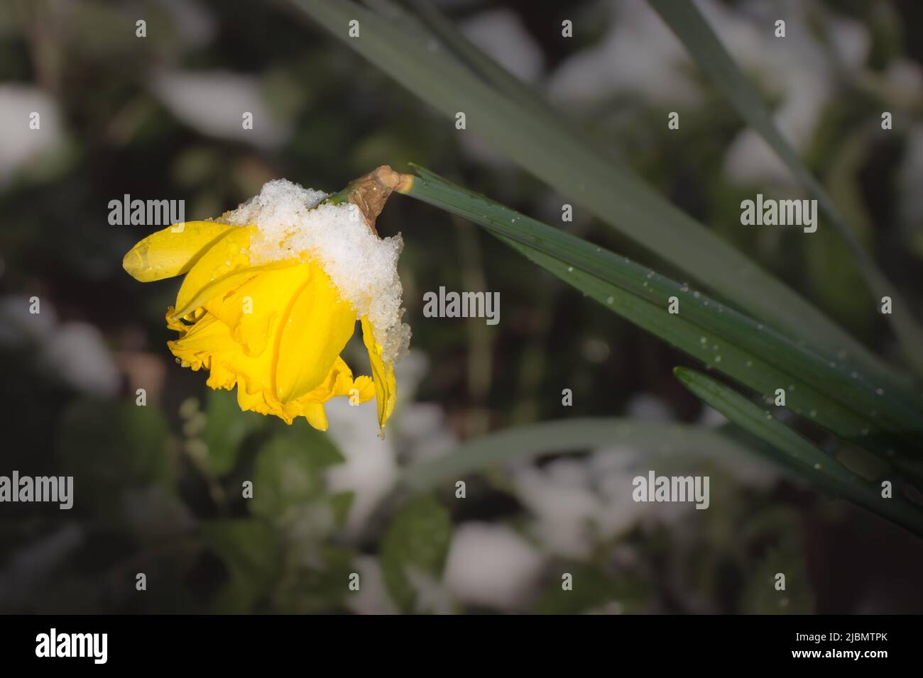 Neve tarda e gelo su un daffodil in primavera Foto Stock