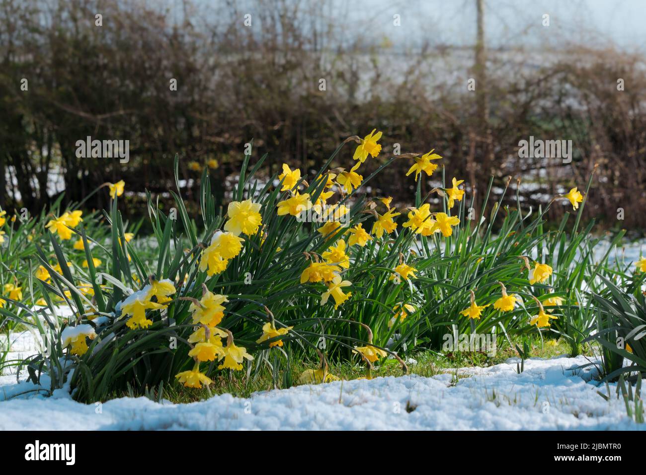 Cerotto di naffodoli che resistono a neve tarda in primavera Foto Stock