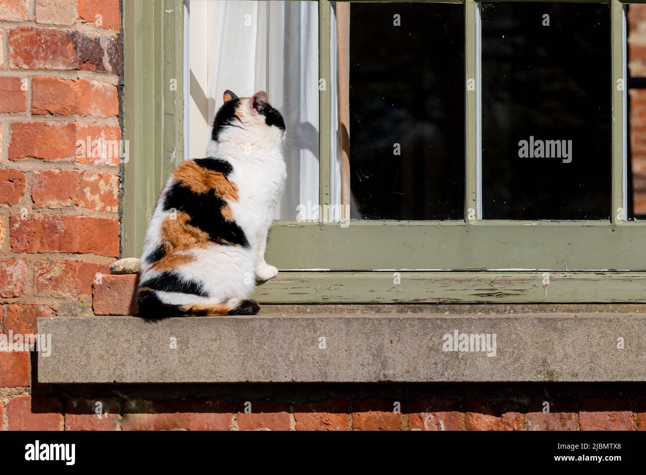 Un gatto calico a tre colori che si aggira, si spera, in una finestra su un davanzale Foto Stock