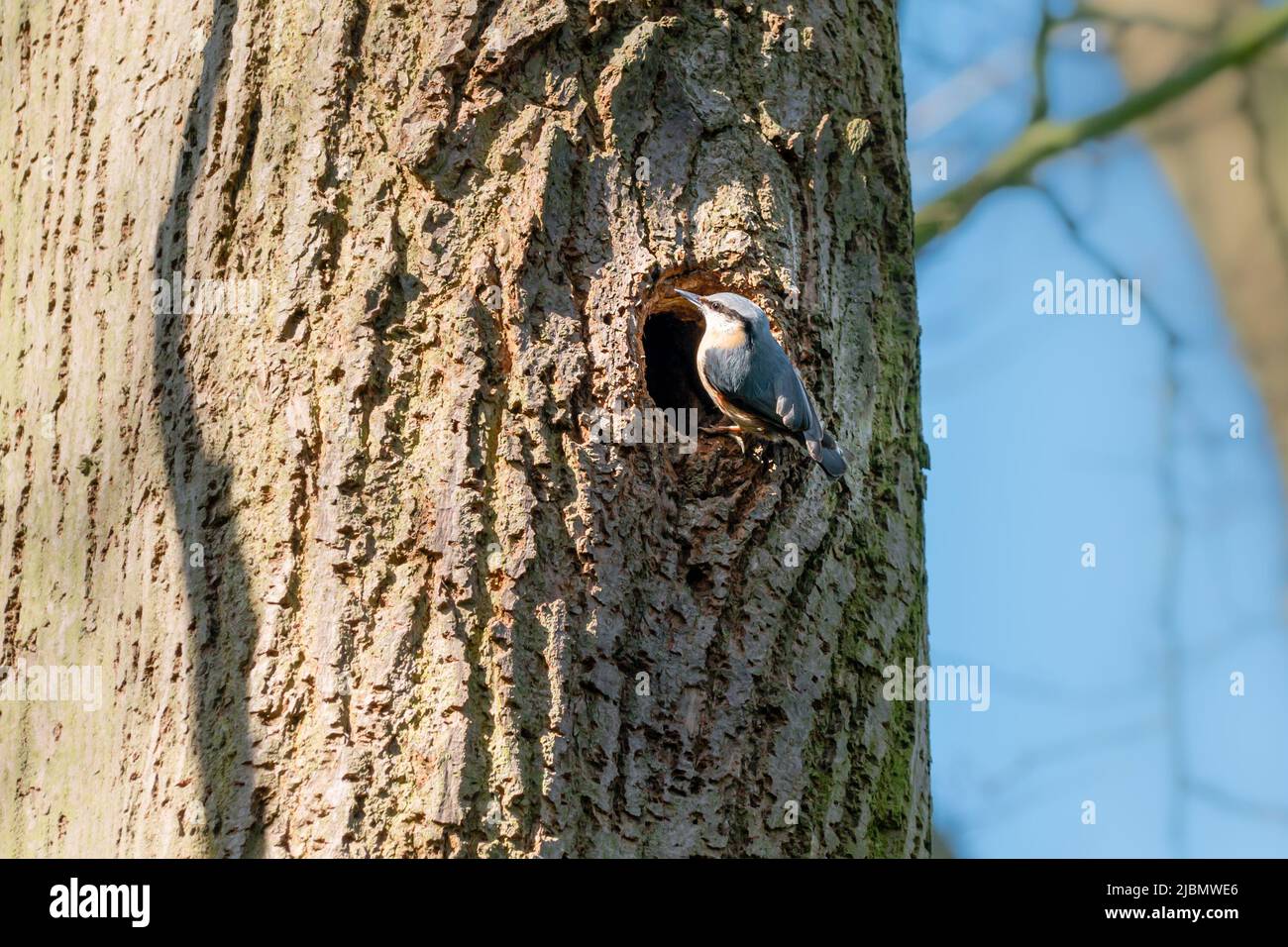 Un uccello Eurasian Nuthatch all'ingresso del nodo dell'albero cavo, buco su un grande albero Foto Stock