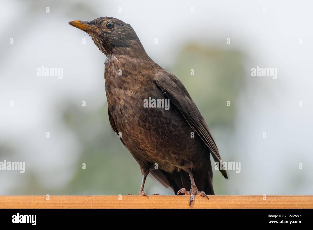 Giovane uccello nero su alimentatore di uccelli di legno Foto Stock