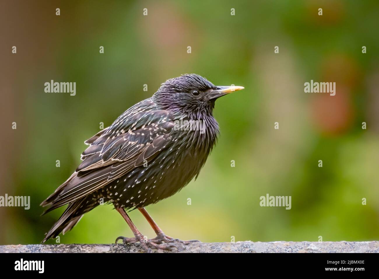 Adult Starling con piume soffiato su parete giardino Foto Stock