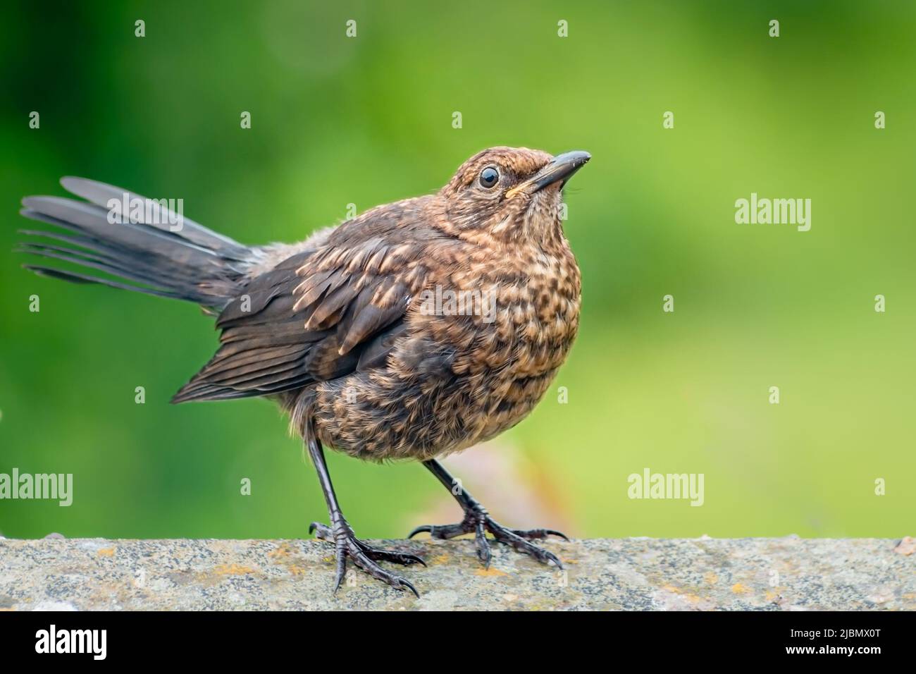 Blackbird giovanile sulla parete del giardino Foto Stock