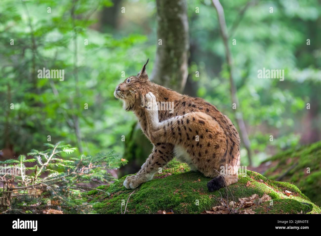 Lynx europea, parco nazionale bavarese Foto Stock