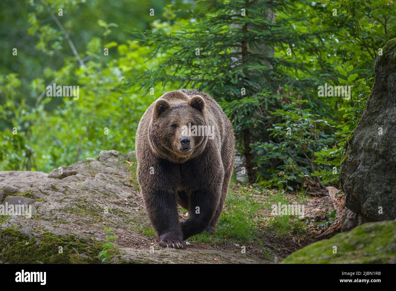 Orso bruno europeo (Ursus arctos) Foto Stock