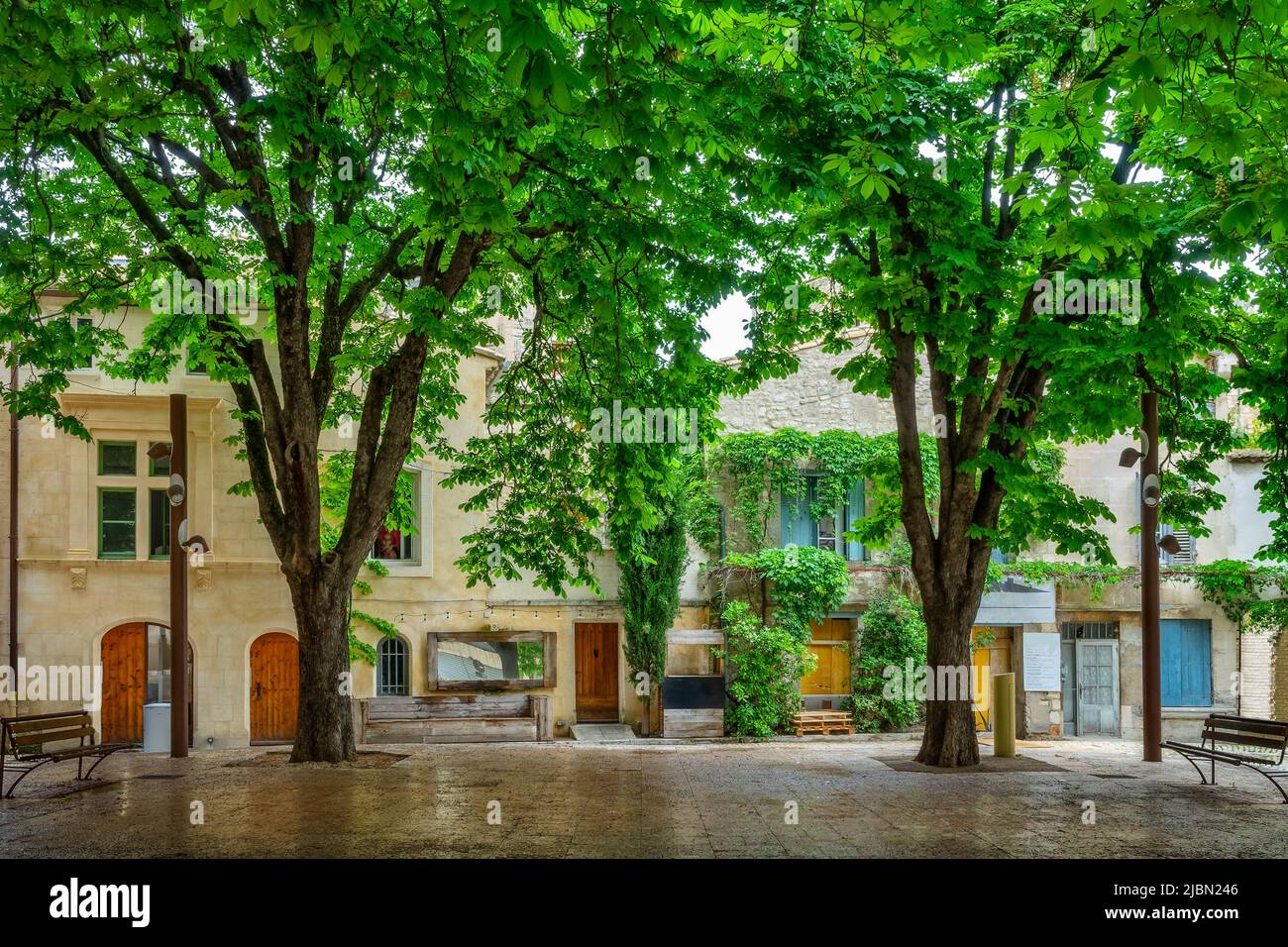 Alberi belli in estate su una piazza nel centro storico di Saint-Remy-de-Provence, Provenza, Francia Foto Stock