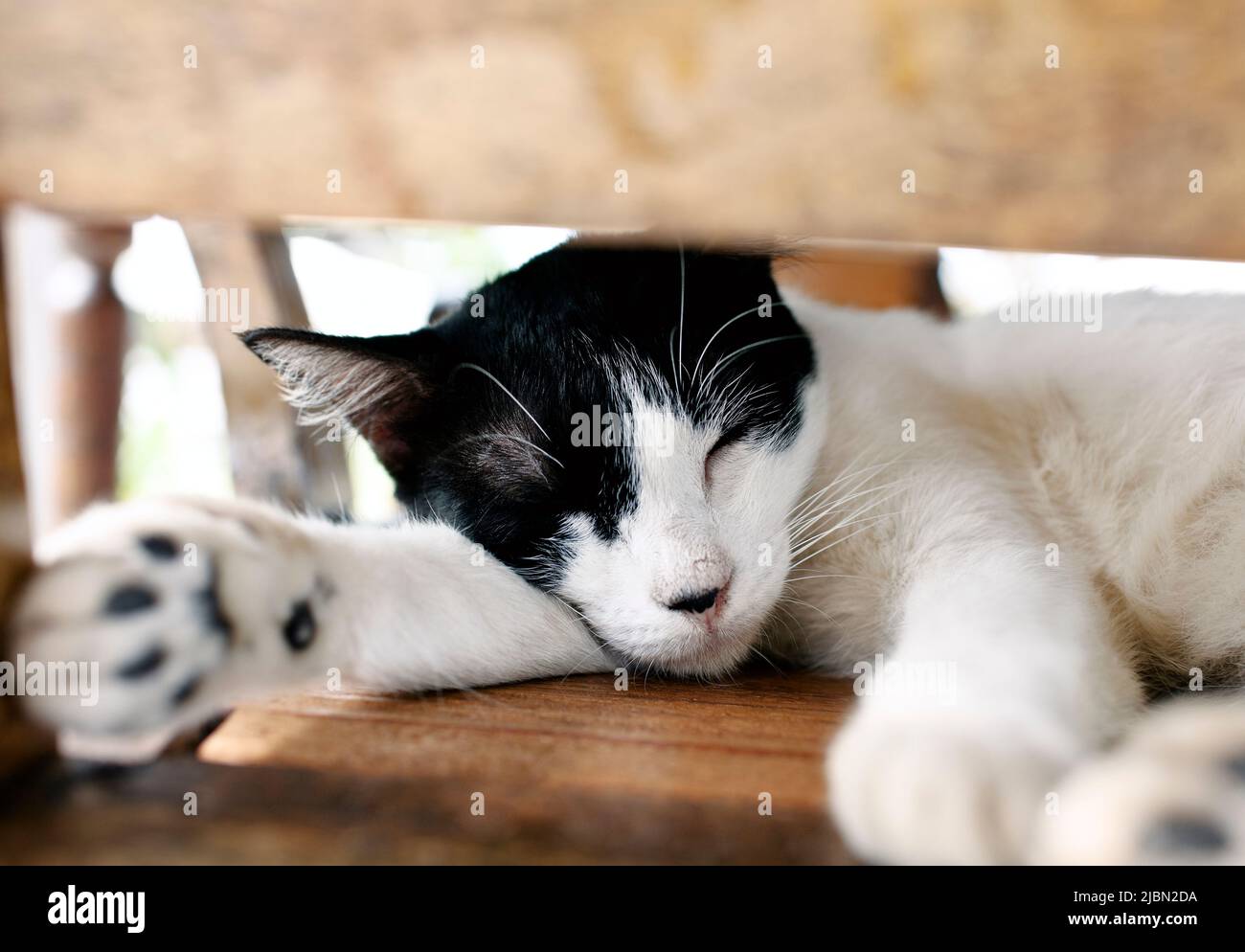Un gatto prende un pisolino in una sedia al Bon Ton Resort e Temple Tree al Bon Ton Resort. Langkawi, Malesia. Il Bon Ton ospita il Langkawi Animal Shelter. Foto Stock