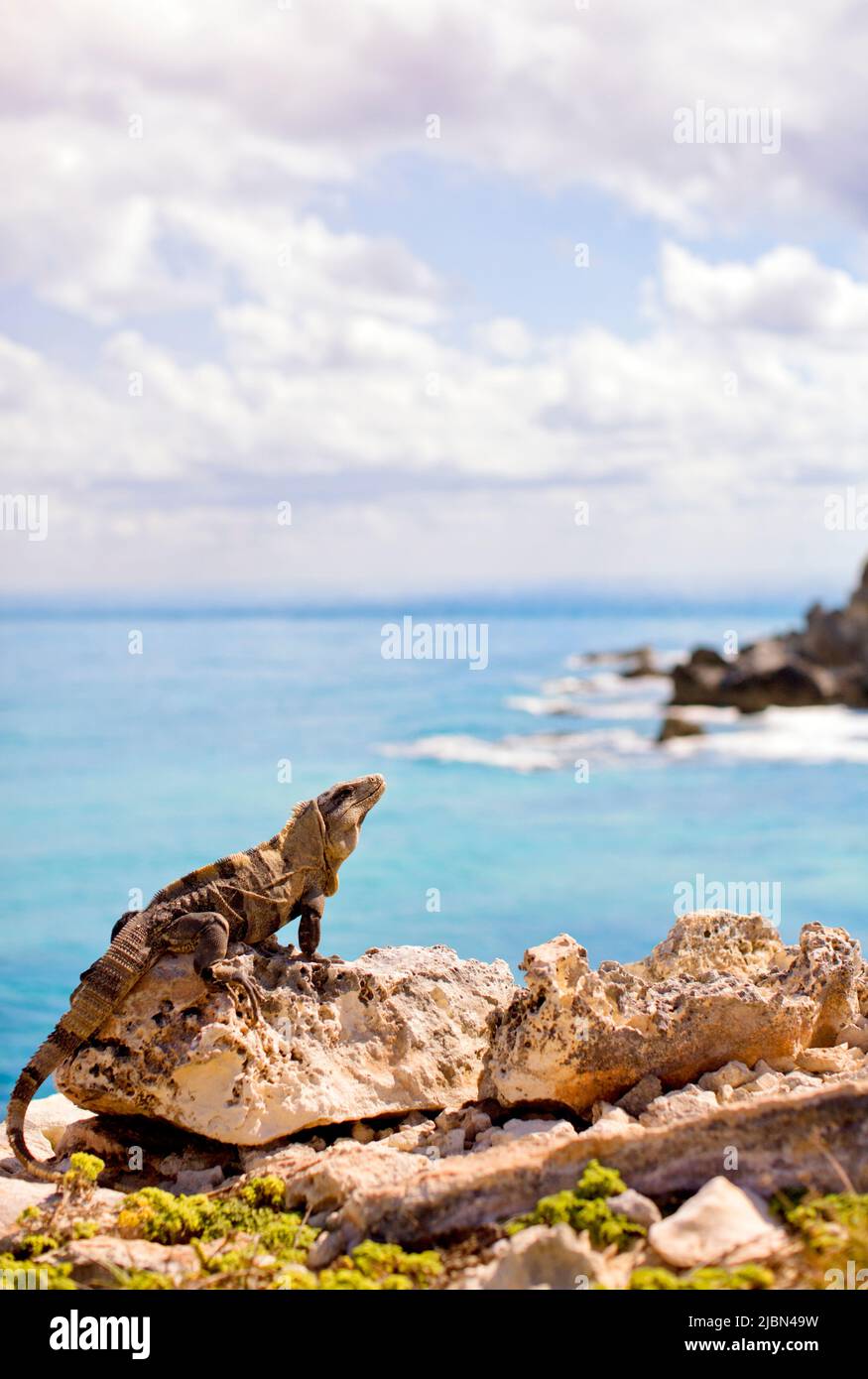 Un Iguana riposa al sole. Isla Mujeres, Quintana Roo, Messico. Foto Stock