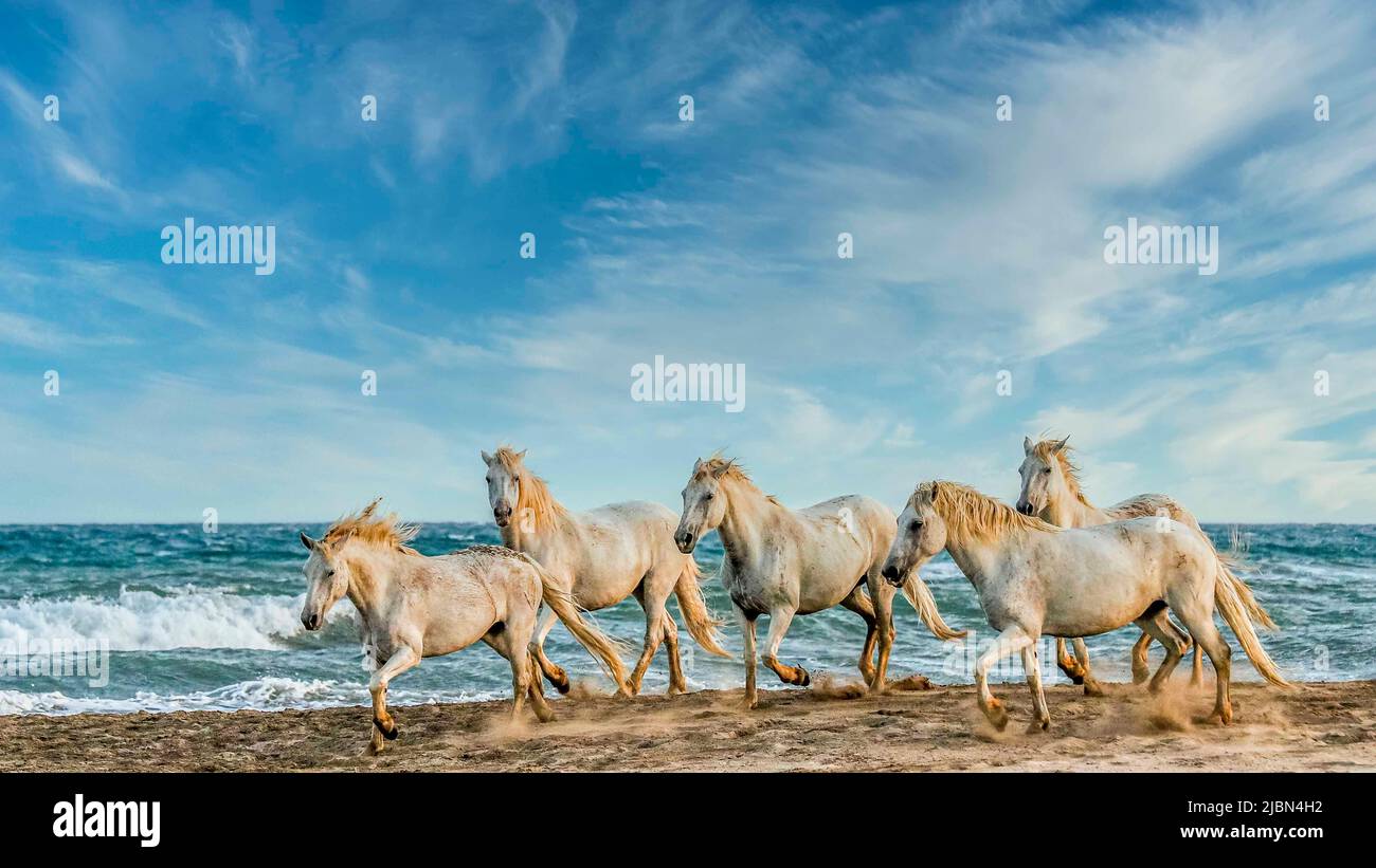 Cavalli bianchi che corrono a Shore Foto Stock