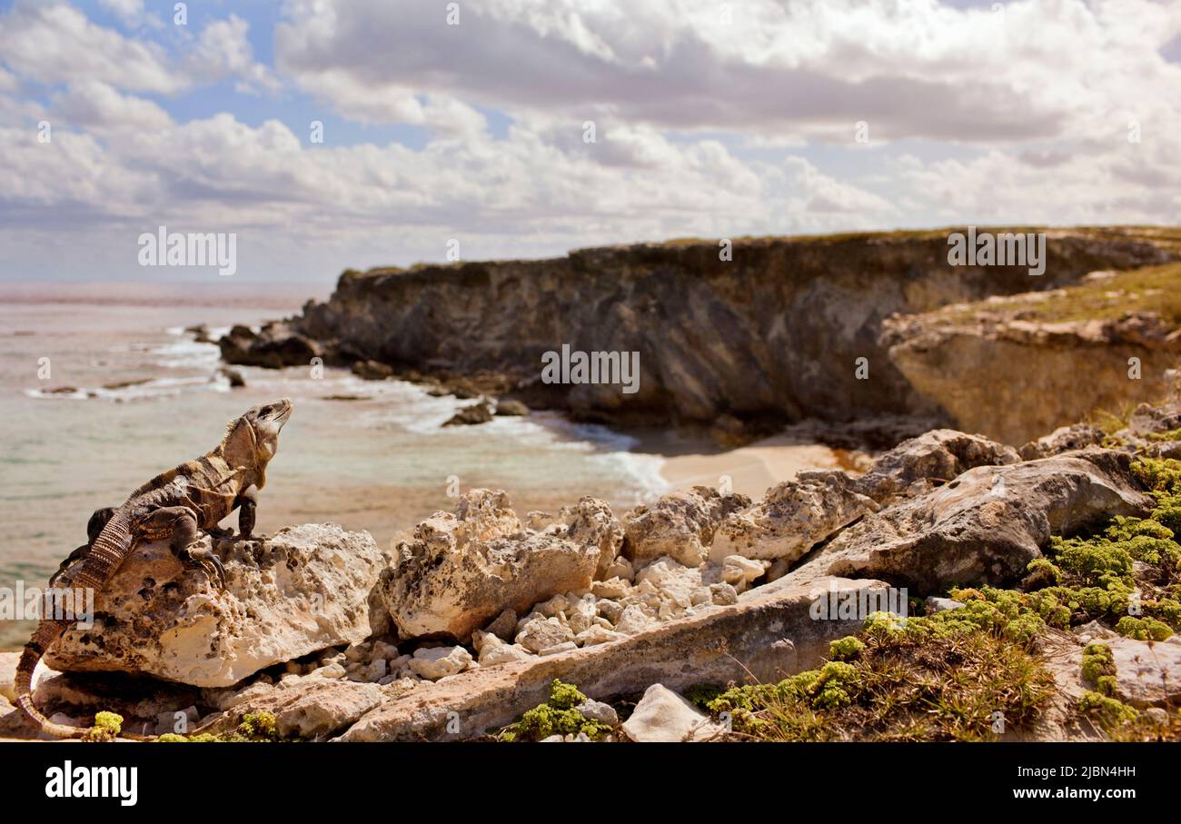 Un Iguana riposa al sole. Isla Mujeres, Quintana Roo, Messico. Foto Stock