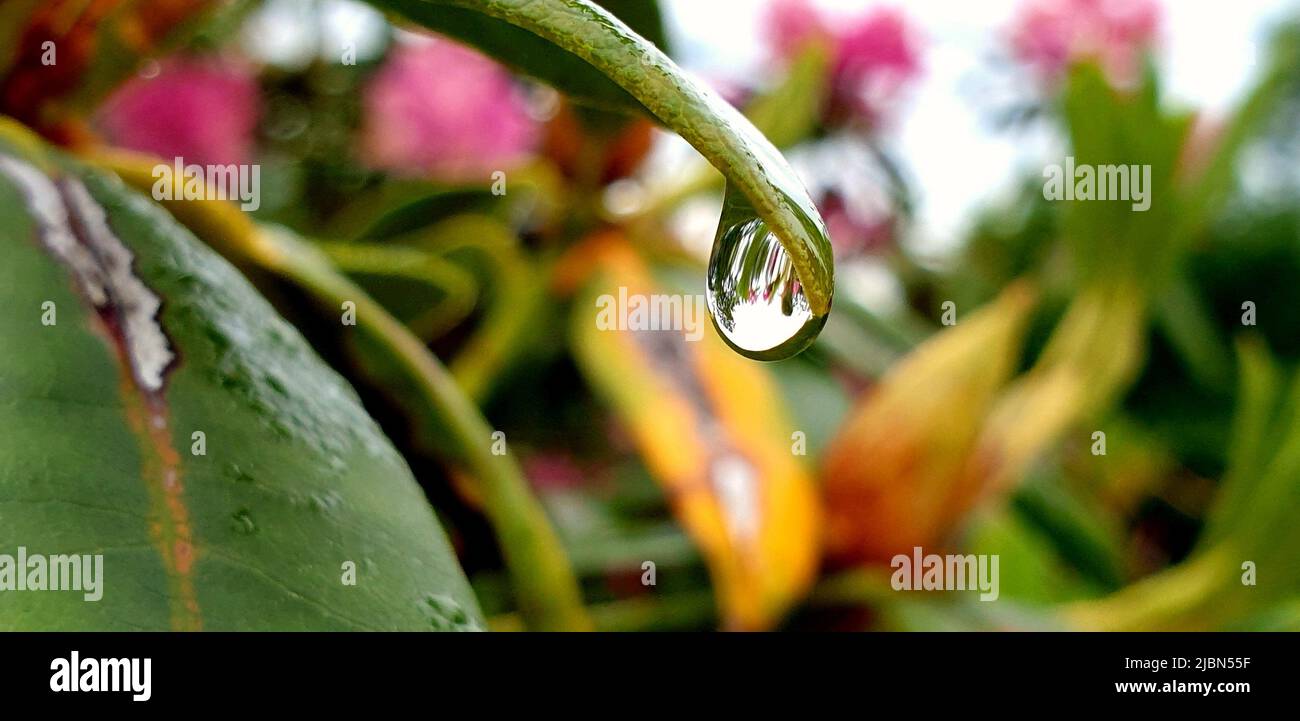 Closeup estremo di Una goccia d'acqua con sfondo Bokeh verde Foto Stock