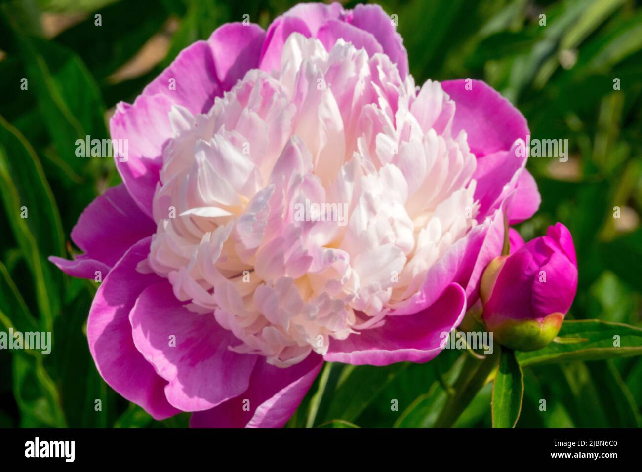 Bianco viola, Paeonia lactiflora 'Santa Fe', Peonia, Fiore, Bloom Foto Stock