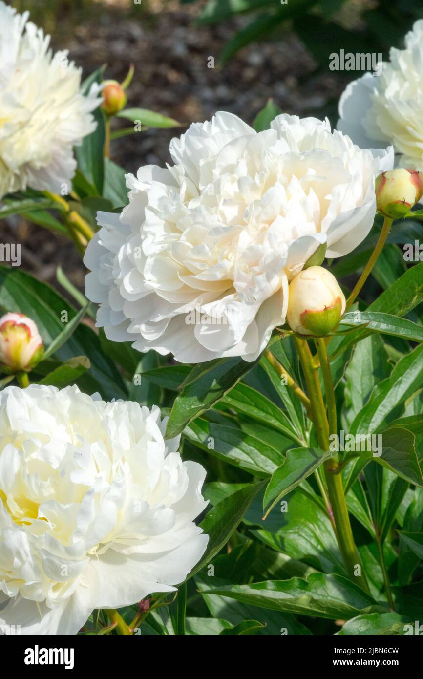 Paeonia "Formosa", Paeonia lactiflora, White, Peonie, Fiori, fiori, Primavera, piante, Paeonia Foto Stock