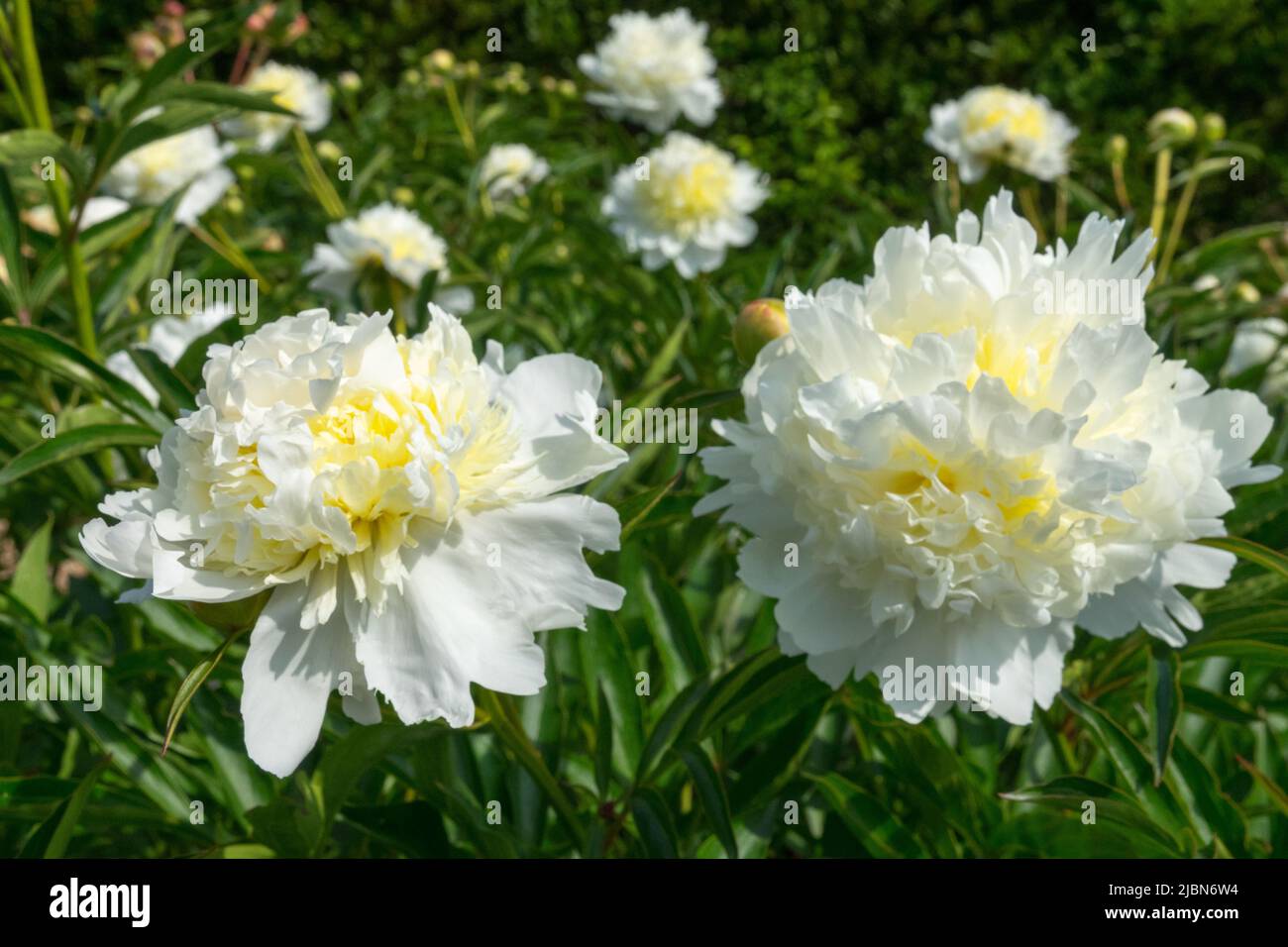 Fiori bianchi con un tocco di giallo nel mezzo Paeonia lattiflora 'Sulphurea', Peonia Peonies fiorisce alla fine di maggio Foto Stock