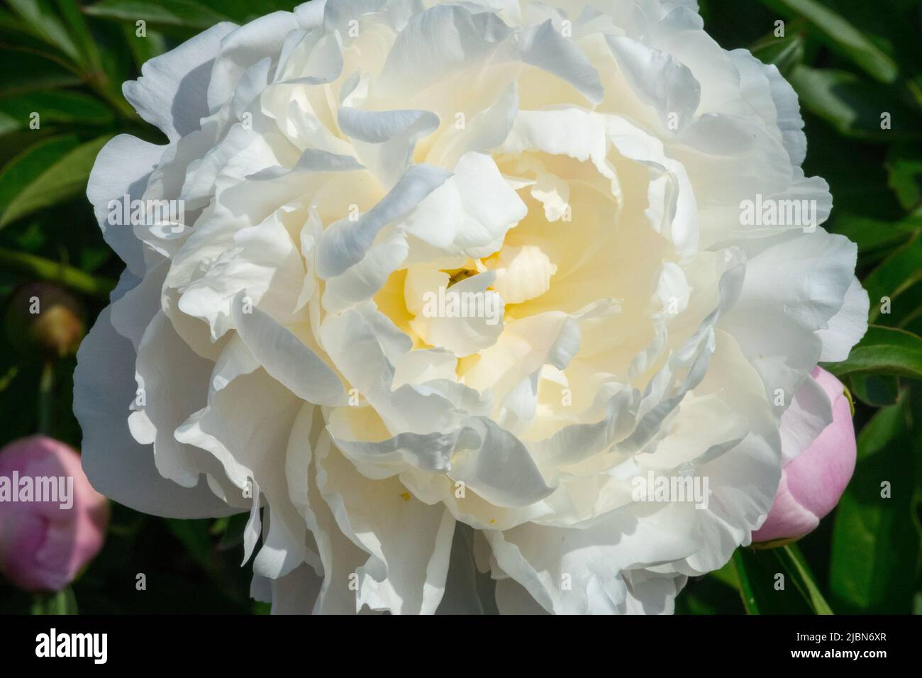 Bello, Bianco, Fiore, Grande, Bloom, Fascino, decorazione, bellezza, petali, Paeonia lactiflora "nube di gorgo" Peony Foto Stock