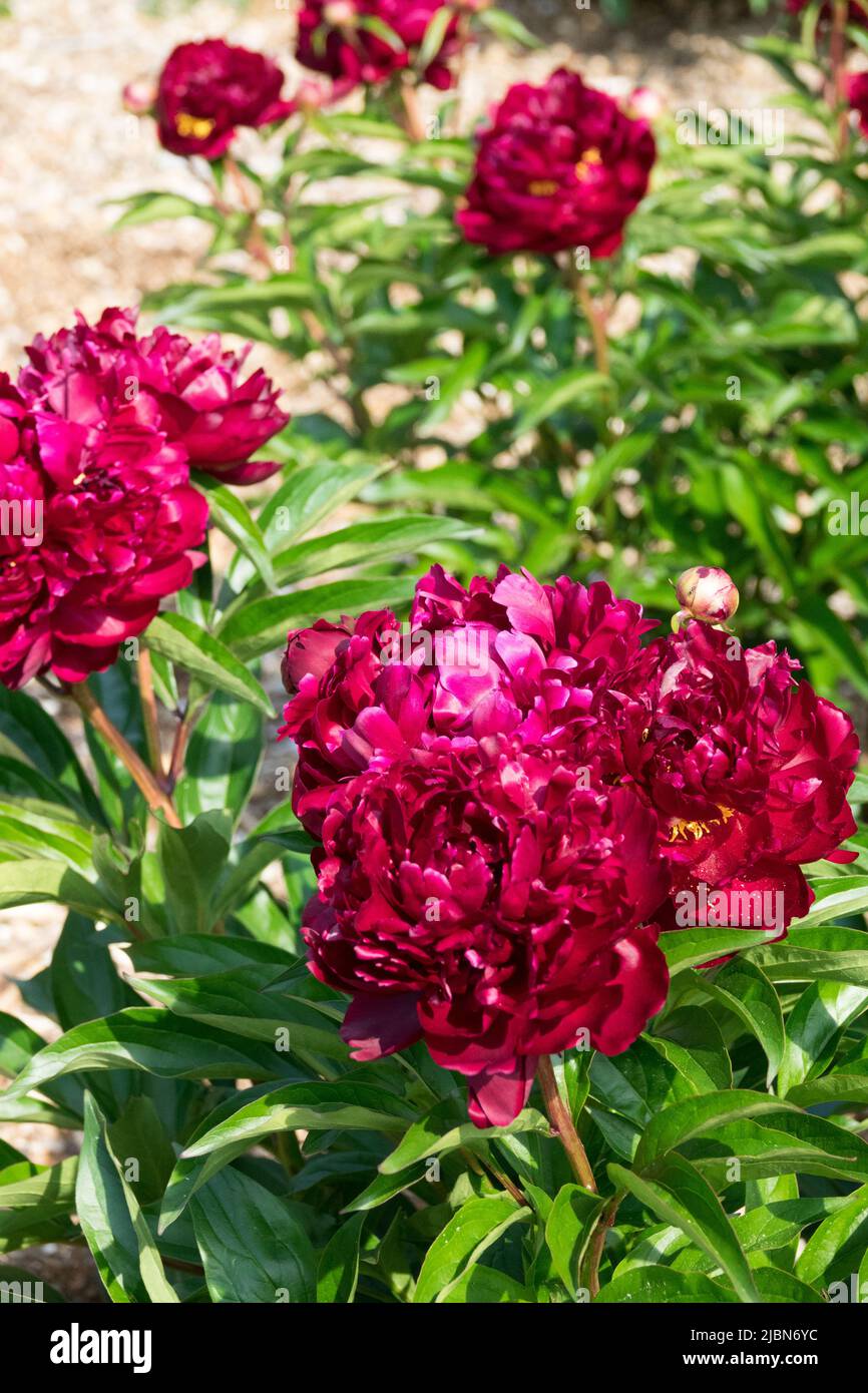 Paeonia lactiflora 'Peter Brand', Primavera, Peonie, Ornamental, decorative, Fiori, Giardino, Rosso, Peonia Foto Stock