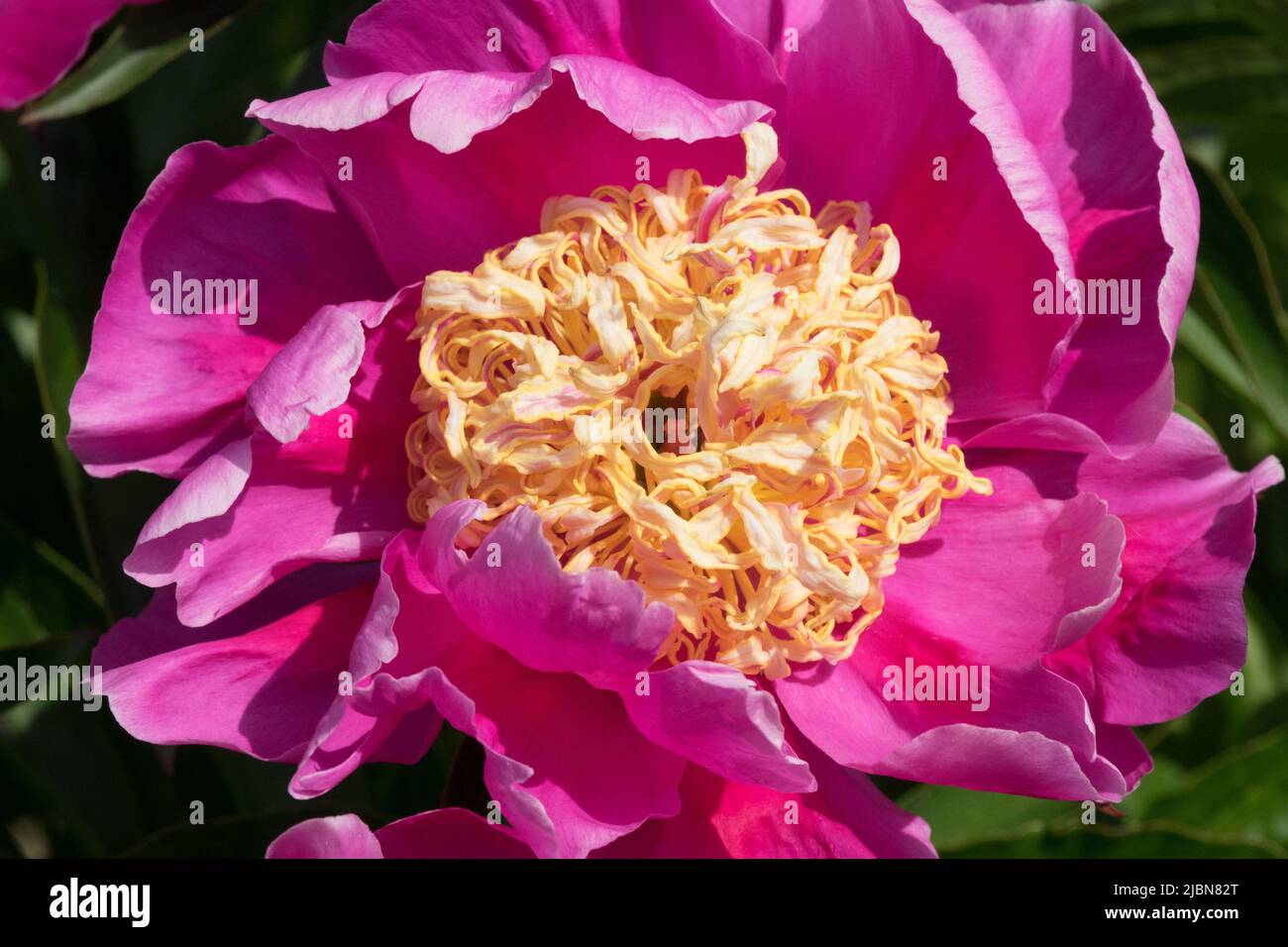 Fiore singolo viola Peony 'Akashigata' bella fioritura Foto Stock