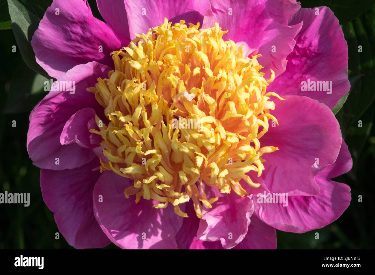 Staminodi di fiore medio petali viola Paeonia 'Holbein' Foto Stock