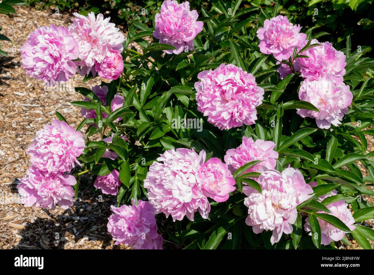 Fragranti fiori rosa che fioriscono nel Giardino Paeonia lattiflora 'Monsieur Jules Elie' Peonia, grappolo peonie, belle fiori rosa Peonie giardino coltivazione Foto Stock
