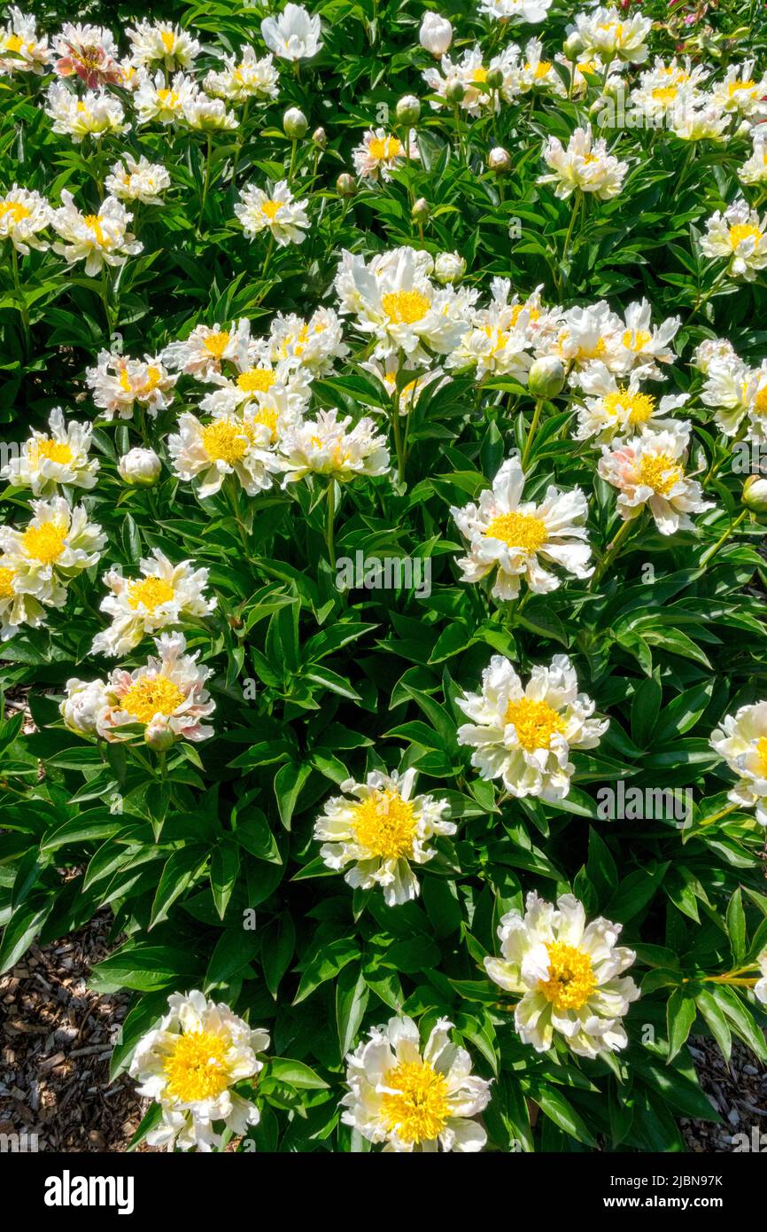 Peony «Loto Verde», Paeonia lactiflora, Peonie, erbacee, Paeonia, Peony, Giardino, Fiori bianchi con centro giallo in Giardino Foto Stock