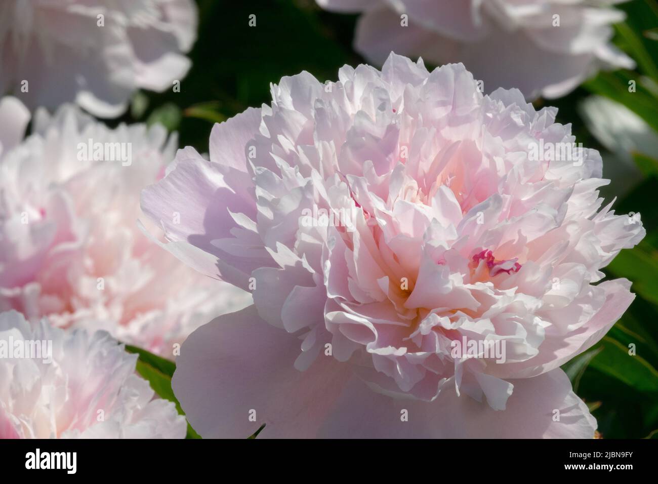 Rosa di peonia cinese grandi fiori bianchi profumati con un tocco di rosa rosa Paeonia lactiflora 'Immaculee' Peonies fiori Foto Stock