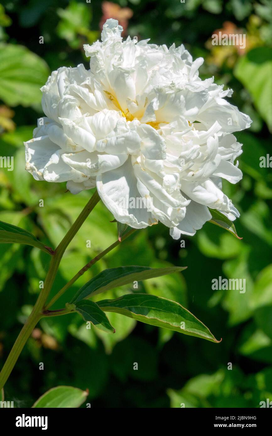 Ritratto di un singolo fiore bianco sulla peonia "Mrs. Edward Harding", Paeonia lactiflora in giardino fiore di peonia bianco su verde Foto Stock