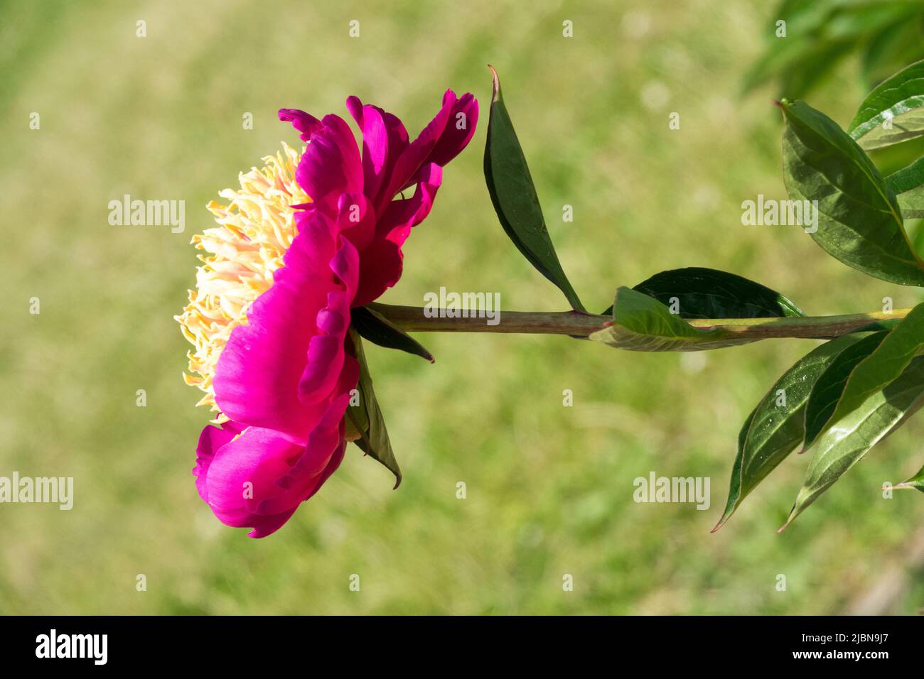 Fiore singolo sul gambo, vista laterale Peony 'Circus Clown', Paeonia lactiflora in tarda primavera Foto Stock